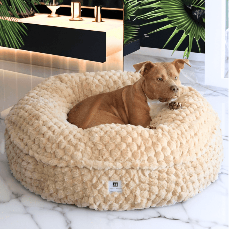 Pet bed in living room lifestyle shot
